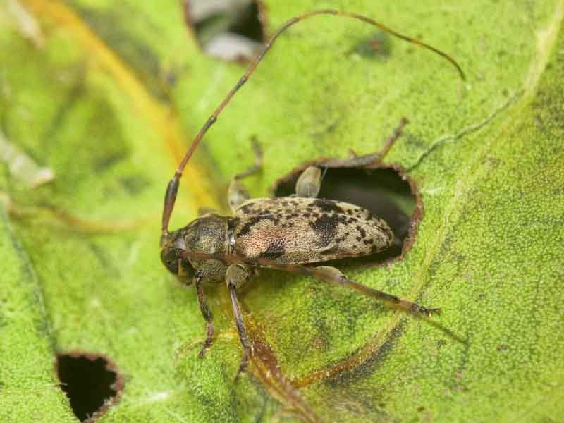 Leiopus femoratus Fairmaire, 1859